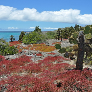 Galapagos - South Plaza